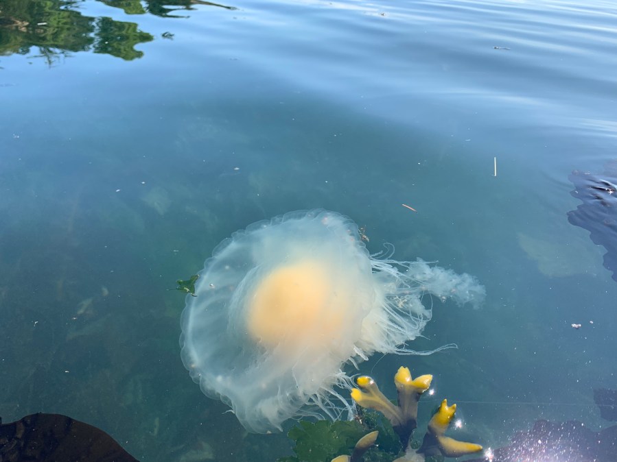 Species spotlight: Egg Yolk&nbsp;Jellies
