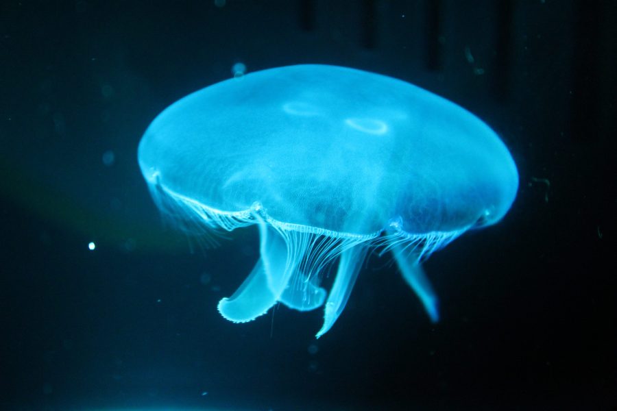 Stung by a Moon – Celebration of the Aurelia aurita&nbsp;genome