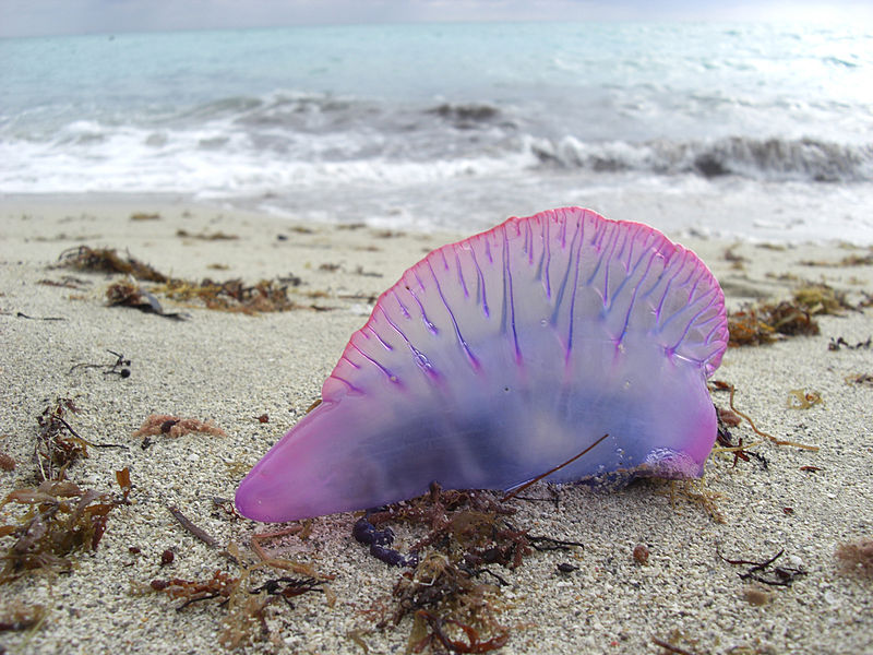 Man-of-War venom, and the discovery of&nbsp;anaphylaxis